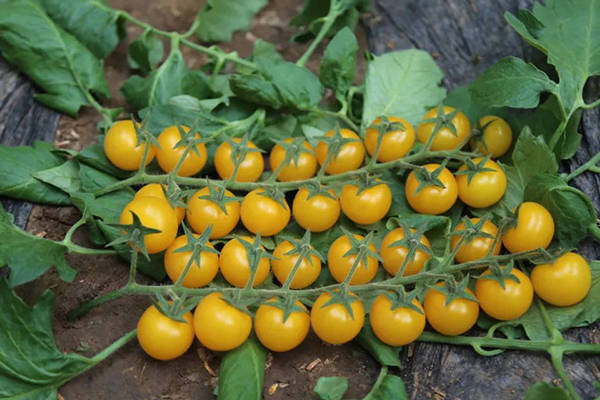 Brittney Criminger tweet media