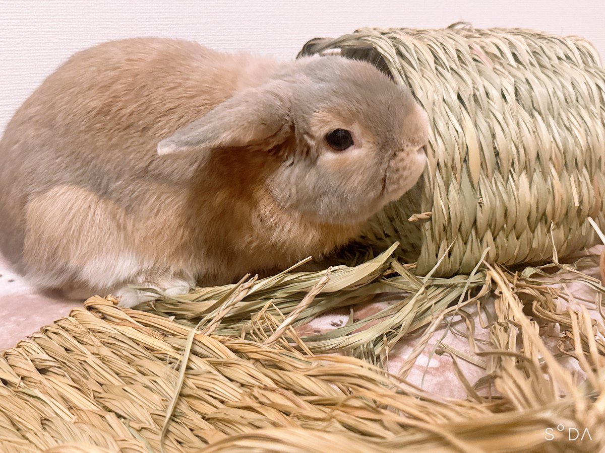 おいしいプリン tweet media