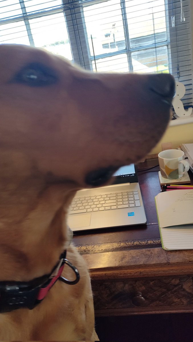 Laura_R_Leeson's tweet photo. My @RNAtweets #tuesnews is there's nothing as helpful when writing as having a #foxred offering advice on plot points. Couldn't have done it without you, Otto...๐คฃ
Somehow THE ITALIAN LAKES AFFAIR got written and is out NOW!
https://t.co/MuCW7eS3ex
@BoldwoodBooks #romfic https://t.co/oZocwFgFWI