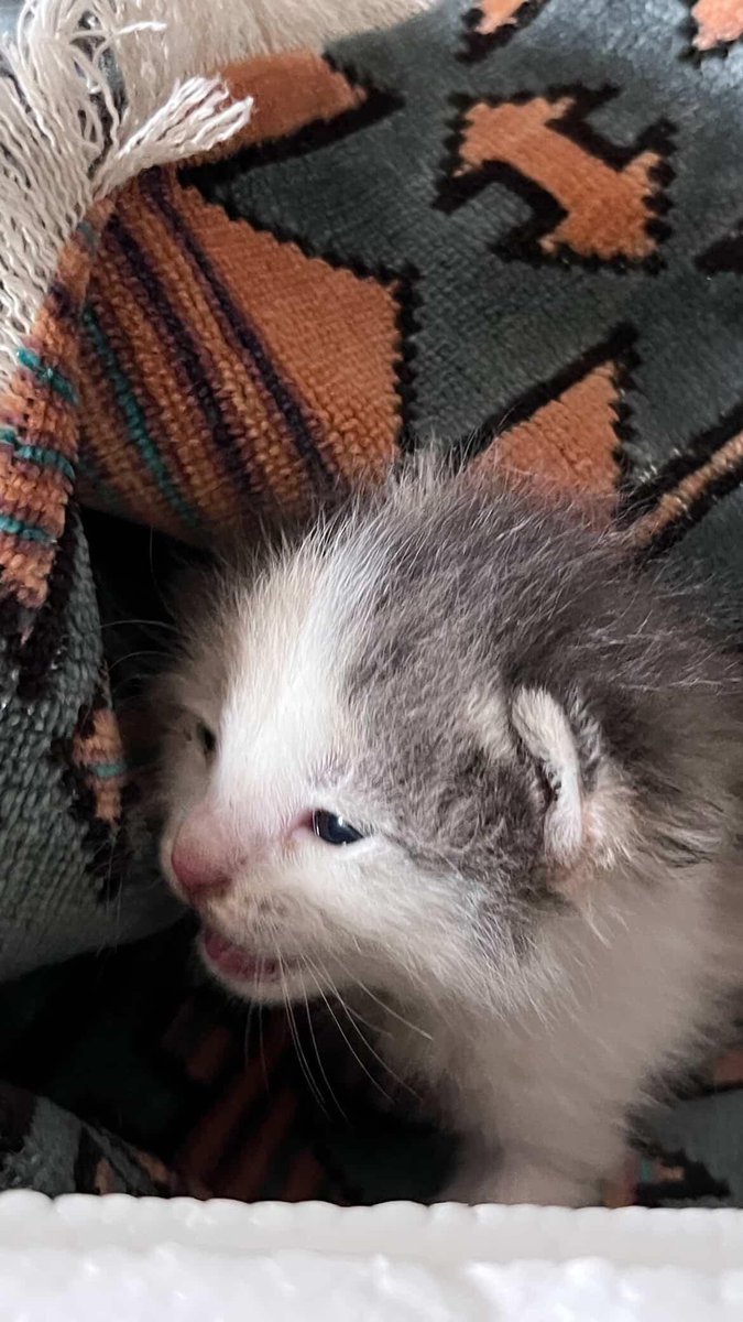 kullanilmiyor tweet media