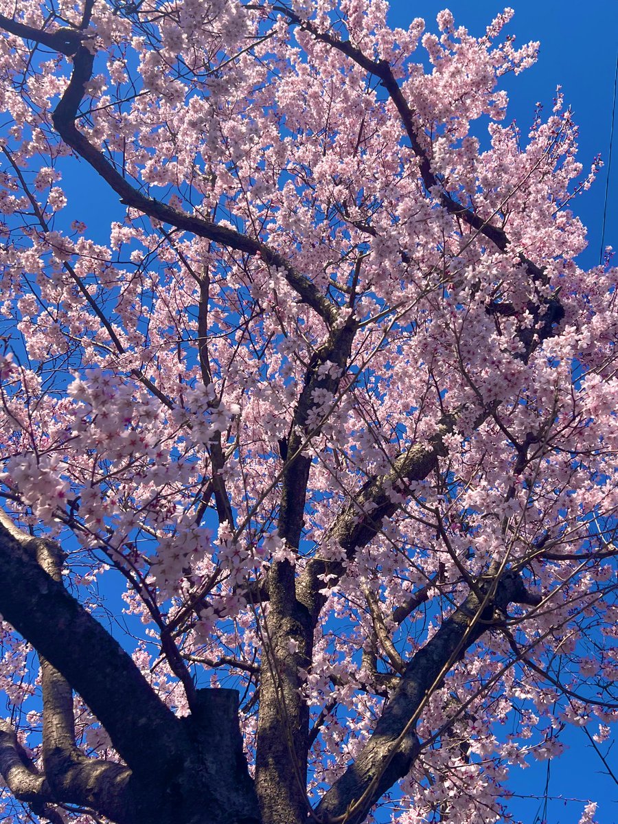 のら蔵 tweet media