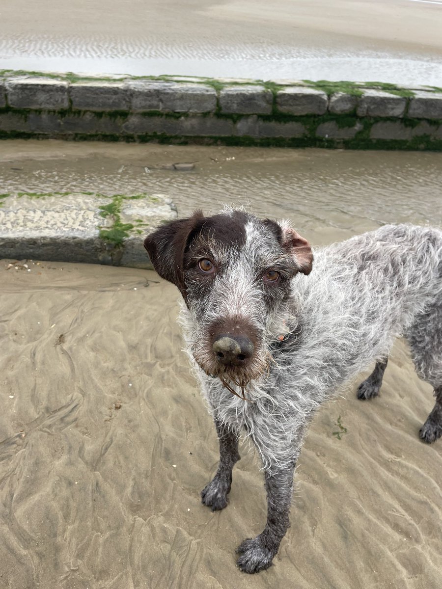 Boo #SaltySeaDog tweet media