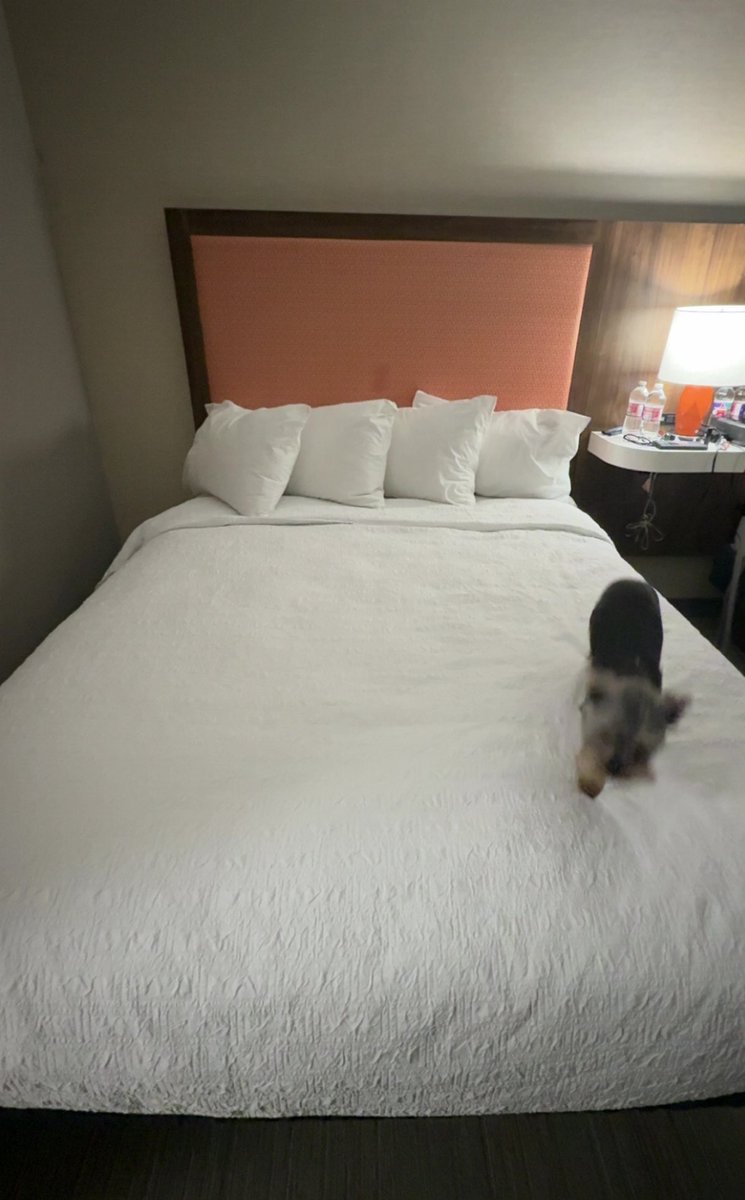 ☘️𝕃𝕦𝕔𝕜𝕪 Ƒʉͫcͧкͭιͪηͣ 𝕄𝕔𝔾𝕖𝕖‎ tweet media