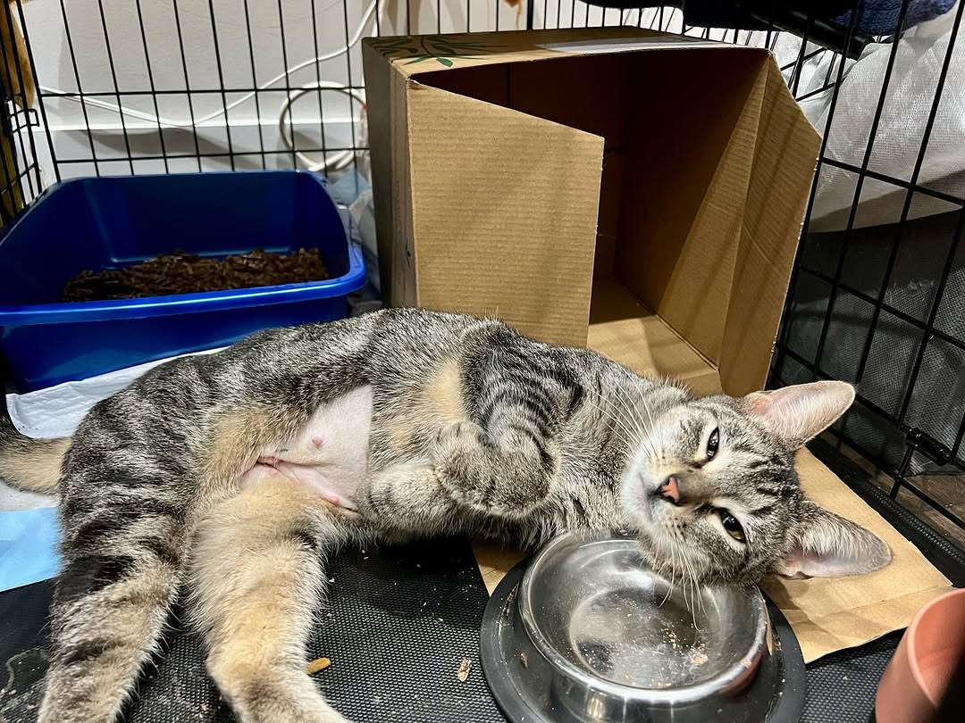 Mother Cat Rescue tweet media