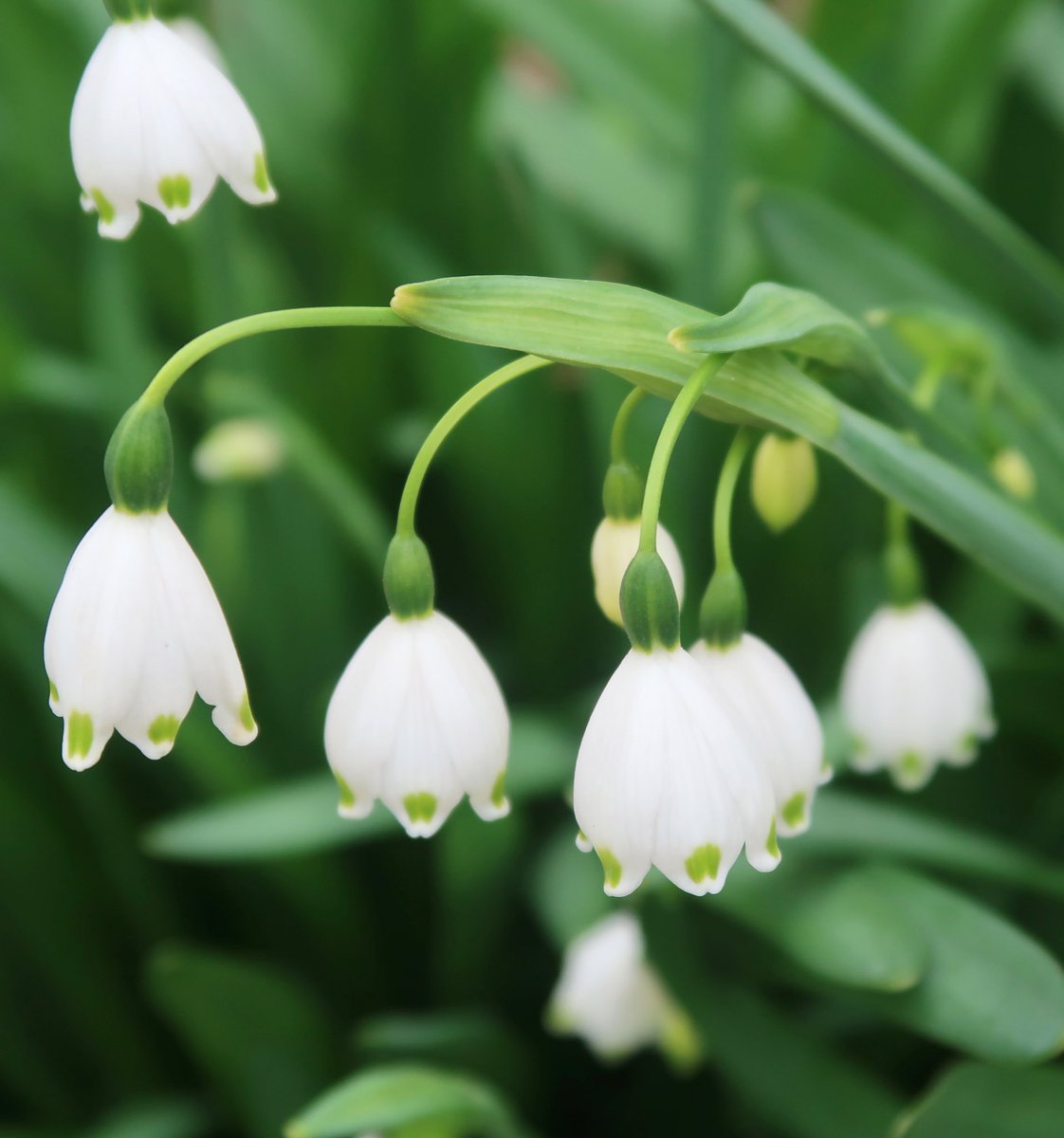 スカーレット(多忙の為 お返事遅れてごめんなさい(☆´_ _)ﾍﾟｺﾘ) tweet media