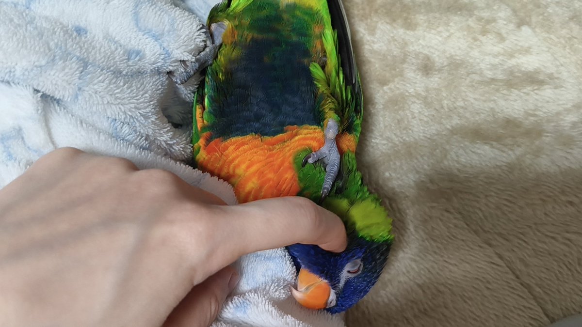 ゴシキセイガイインコのクーピー tweet media