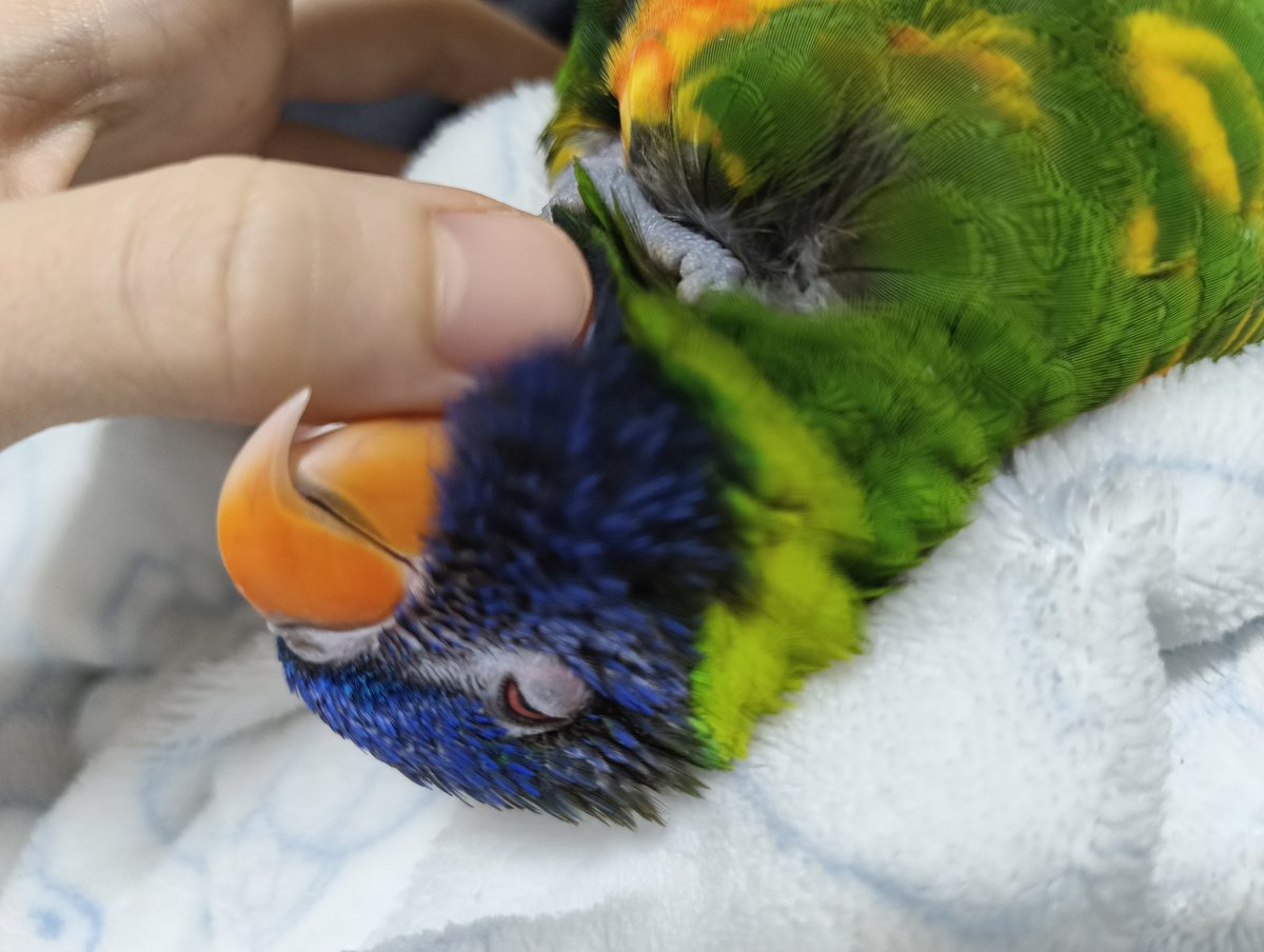 ゴシキセイガイインコのクーピー tweet media