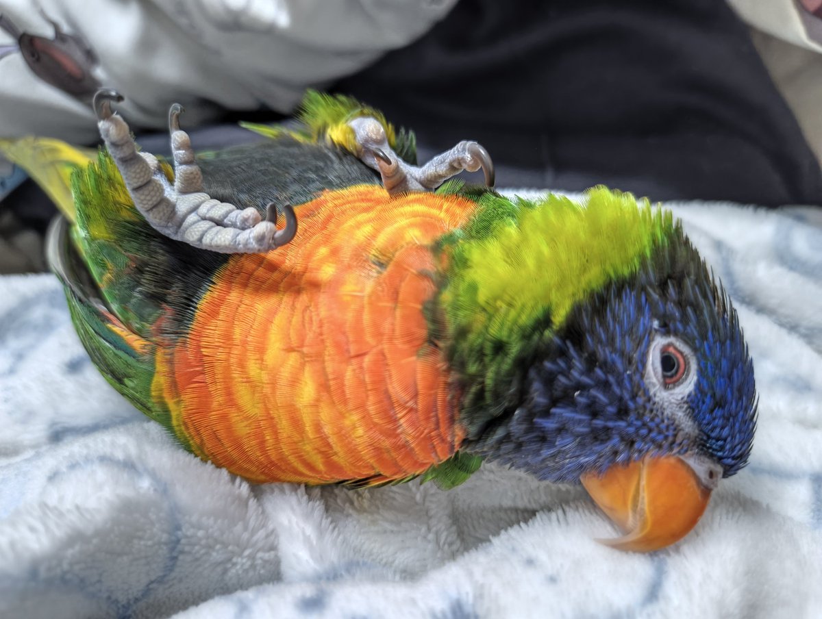 ゴシキセイガイインコのクーピー tweet media