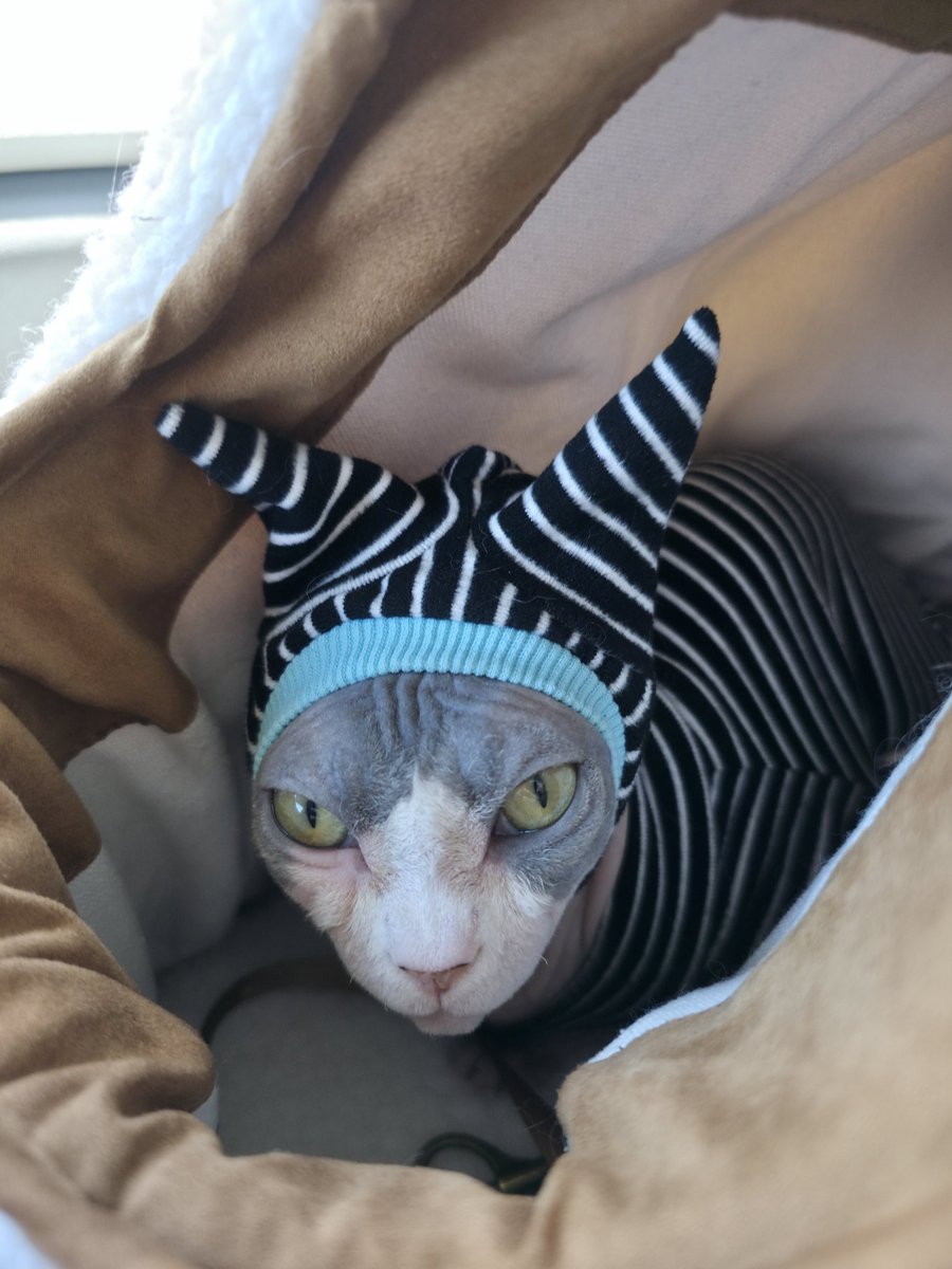 Barbonius🆖 tweet media