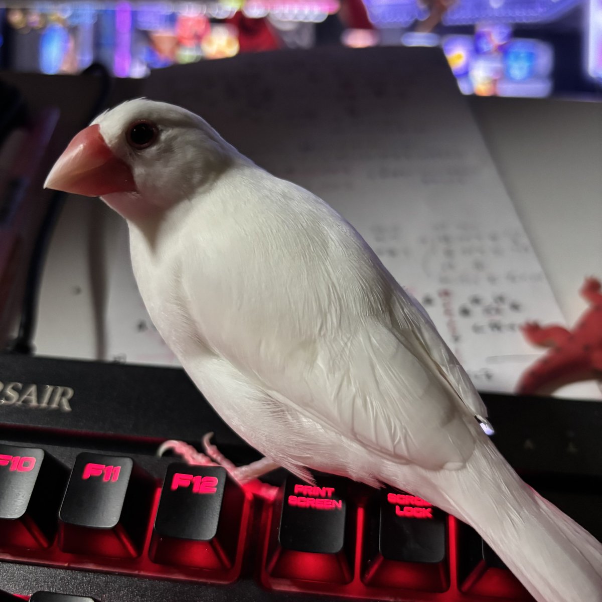 aya curoiro❂son🍕 tweet media