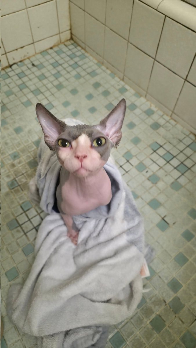 Barbonius🆖 tweet media