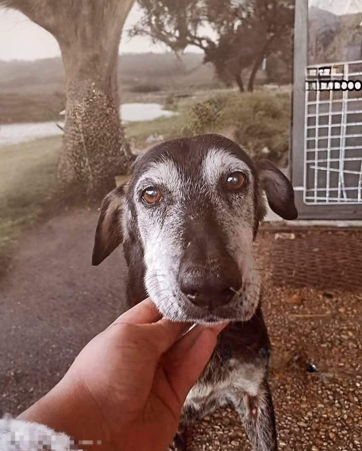 Tweets of Dogs tweet media