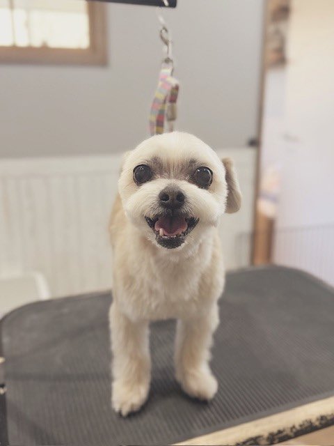 𝕡𝕦𝕟 tweet media