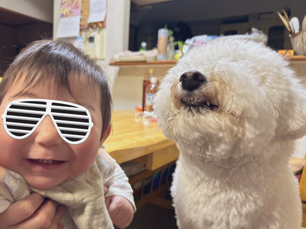 giorno_bichon's tweet image. 兄犬お誕生日のご機嫌兄弟コンビ😻
The Birthday Duo: Peak Happiness! ☁️🐶🎂
#犬かわいい #犬と赤ちゃん #doglife #dog #bichonfrise
