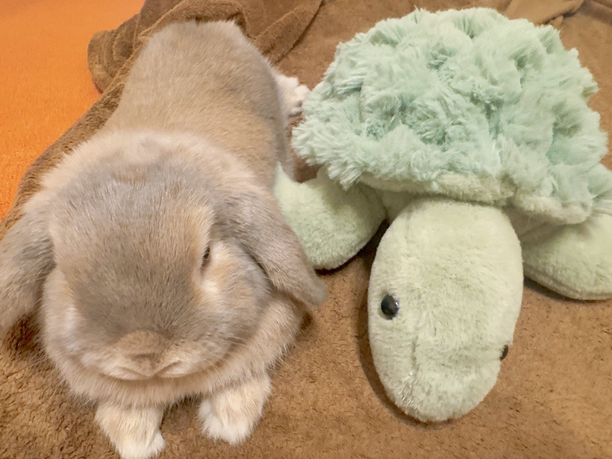 おいしいプリン tweet media