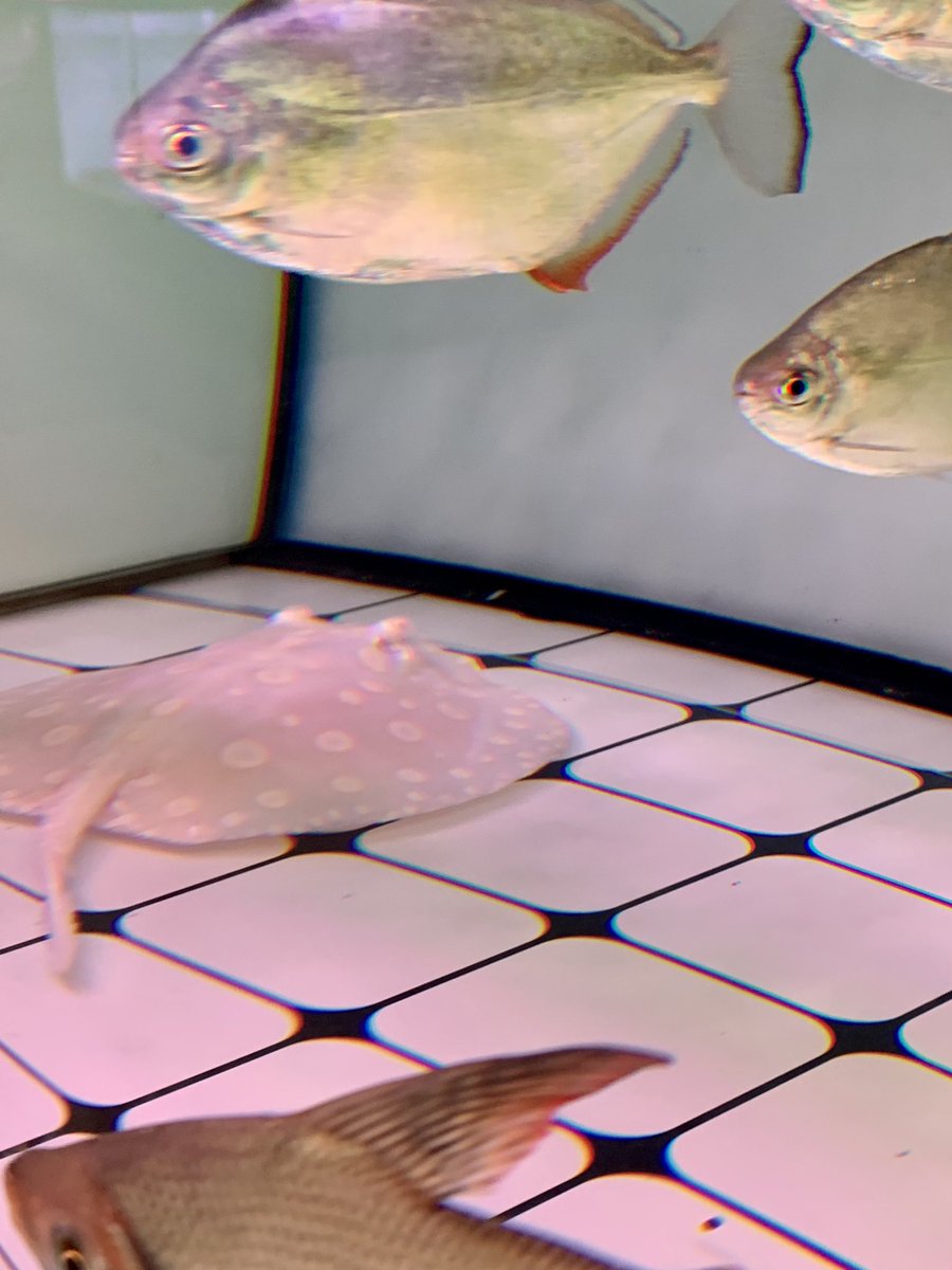 bipu °˖✧ tweet media