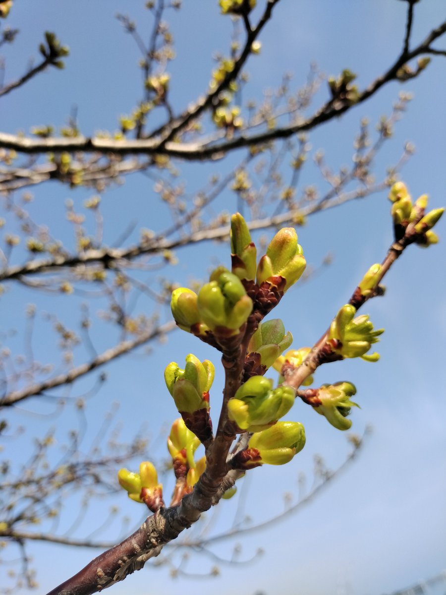 福岡はもうすぐ桜が咲きそう😌