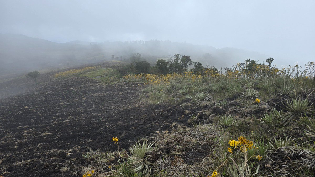 Alfred Ballesteros Alarcón tweet media