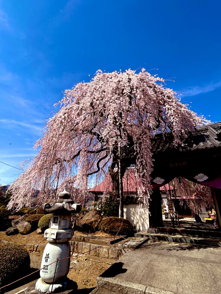 yoshitoshi583's tweet photo. 周林寺の雪洞(枝垂れ)桜。。。

#甲州市 #桜 #枝垂れ桜 https://t.co/vNS1ofvTwi