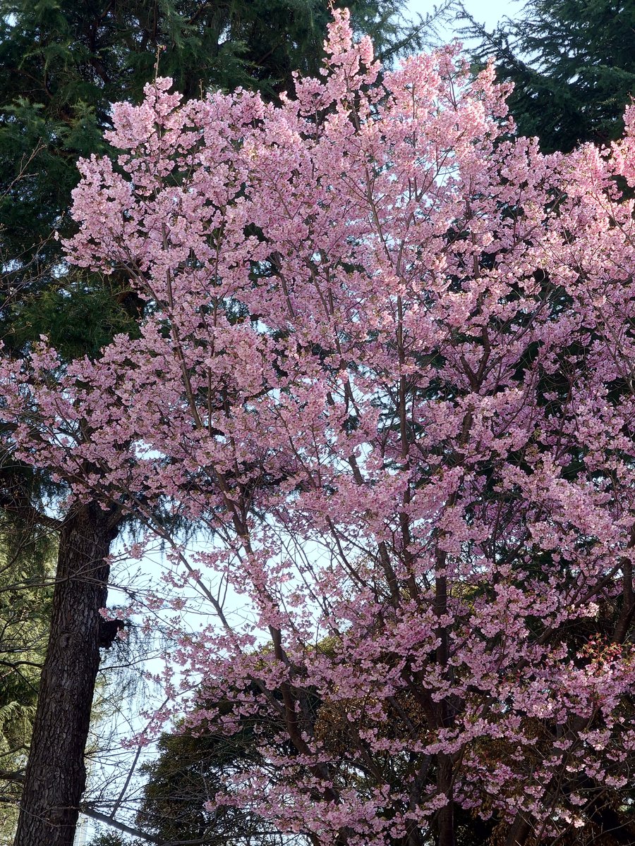 ぶーたん@ tweet media