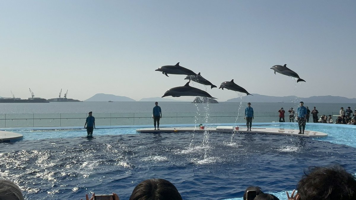 しぇるりー！！ tweet media