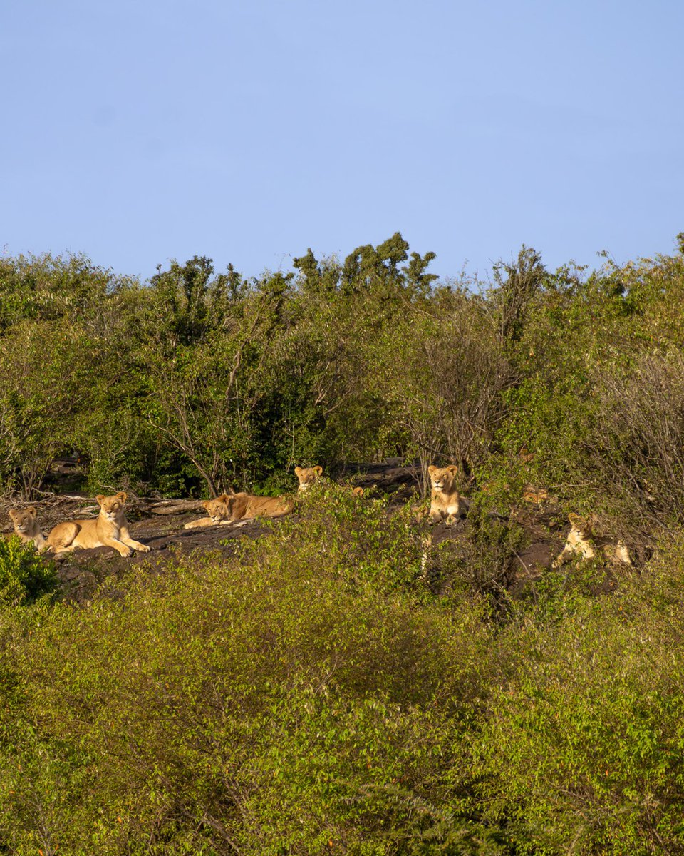 Kenya Tourism Board tweet media