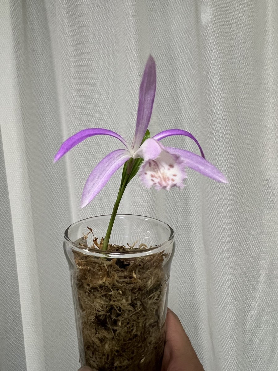 芋ジャージ tweet media