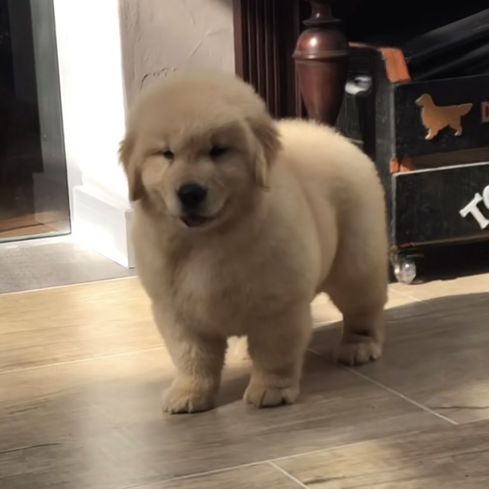 takemybear 🐶 tweet media