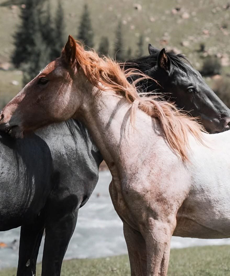 مُتابِع tweet media