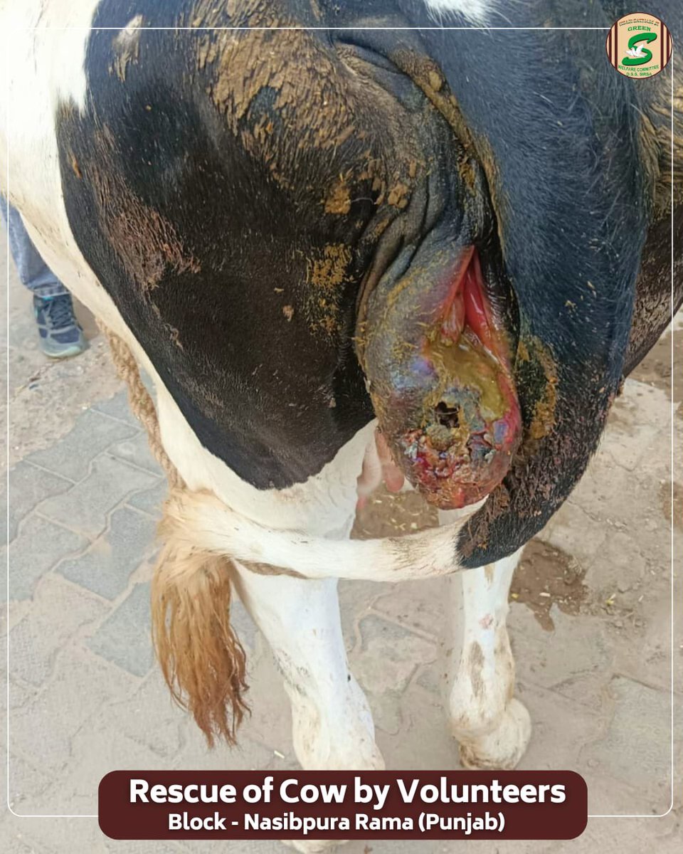 Shah Satnam Ji Green S Welfare Committee tweet media