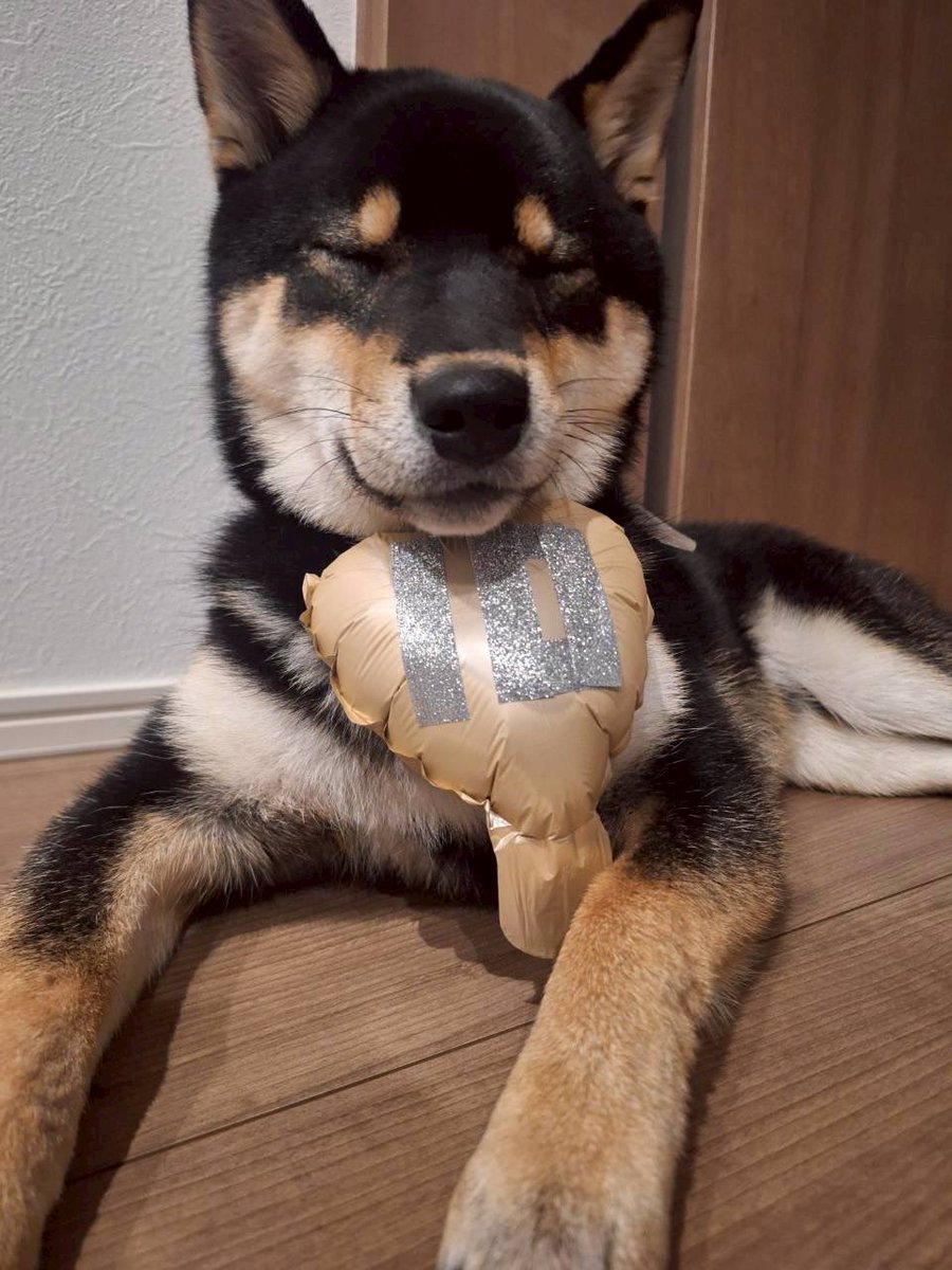 柴犬おこげ tweet media