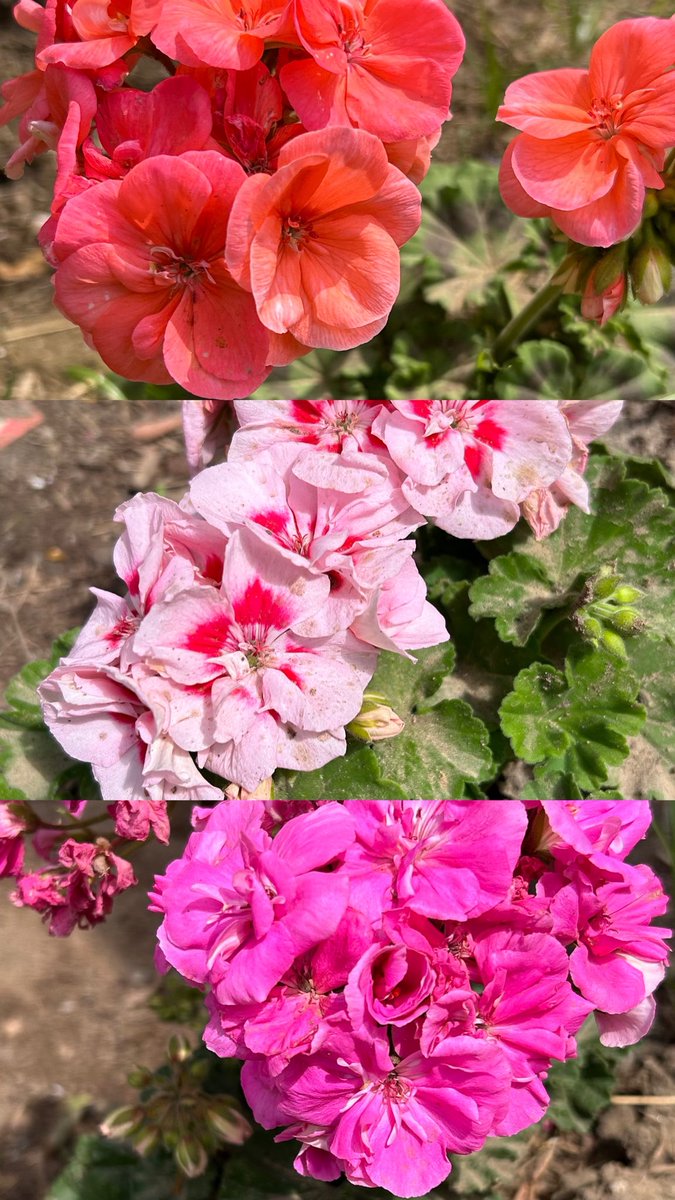 🌊🐟جدو tweet media