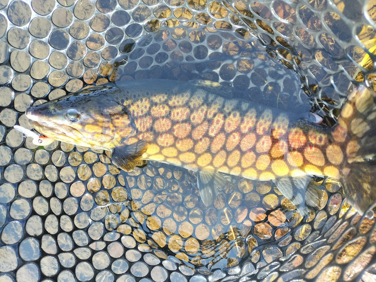 くらえい tweet media