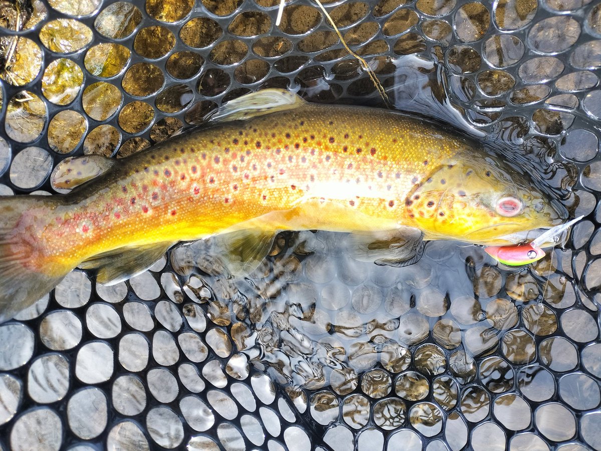 くらえい tweet media