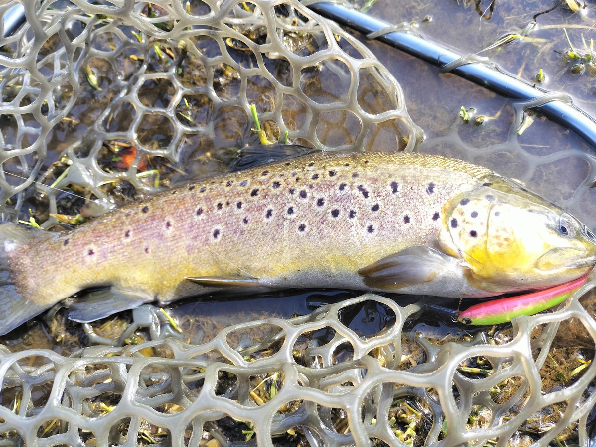 くらえい tweet media