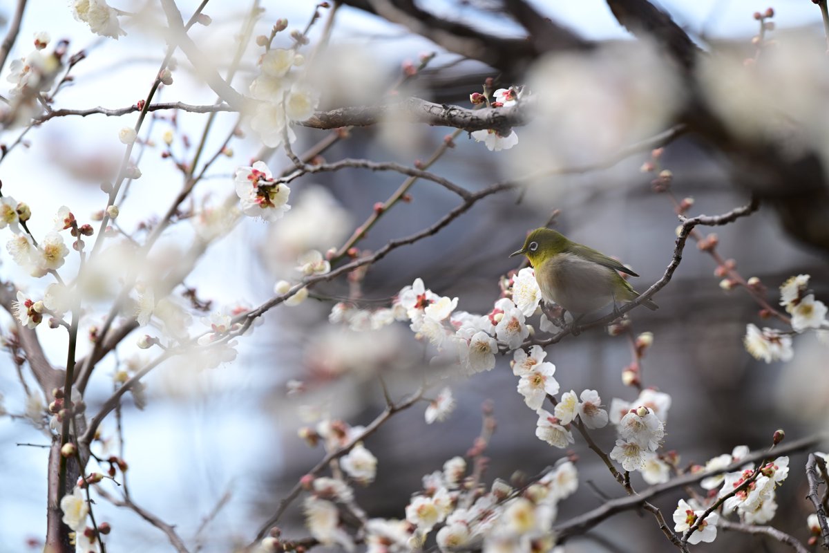 PAPUA（風景・花） tweet media
