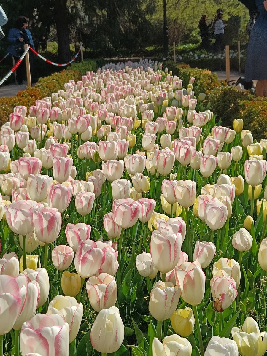 REAL JARDÍN BOTÁNICO tweet media