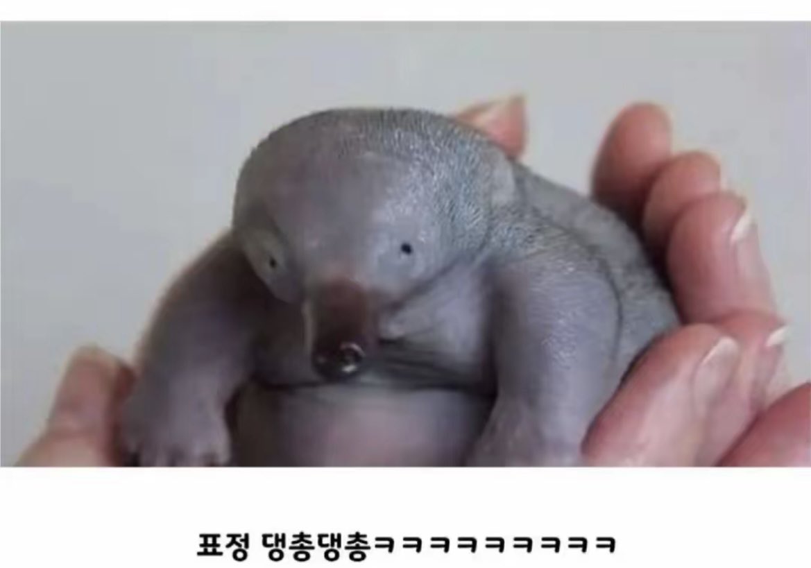 돌아온지지 tweet media