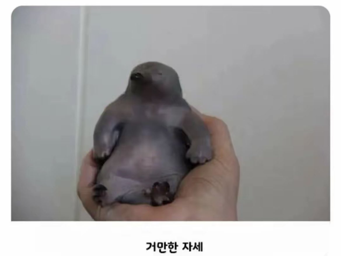 돌아온지지 tweet media