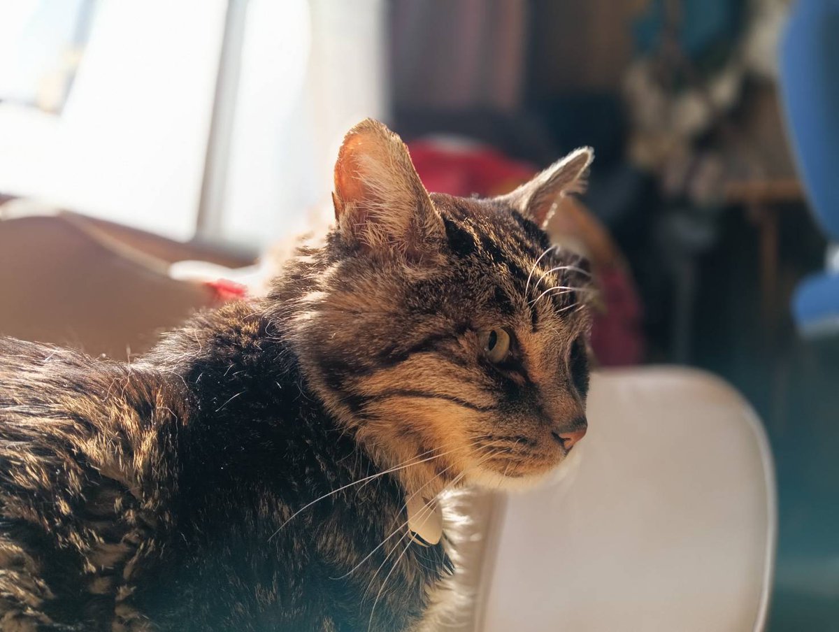 ねこだまり tweet media