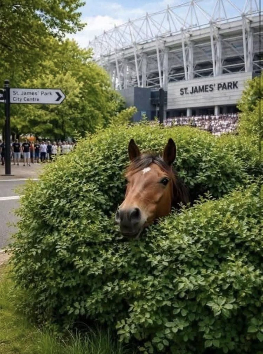 Andrew Donny Mackem 81 tweet media