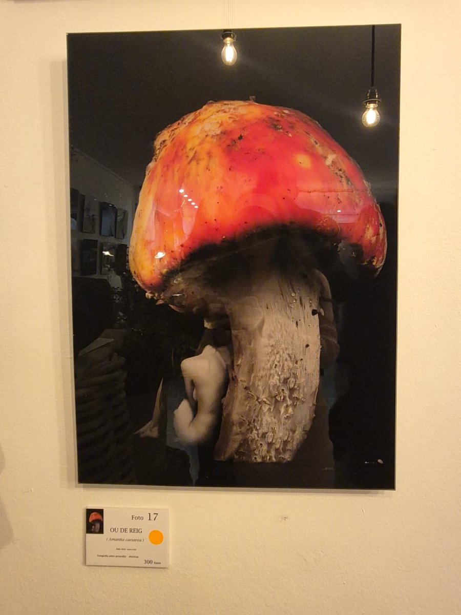 Creu Roja Andorrana tweet media