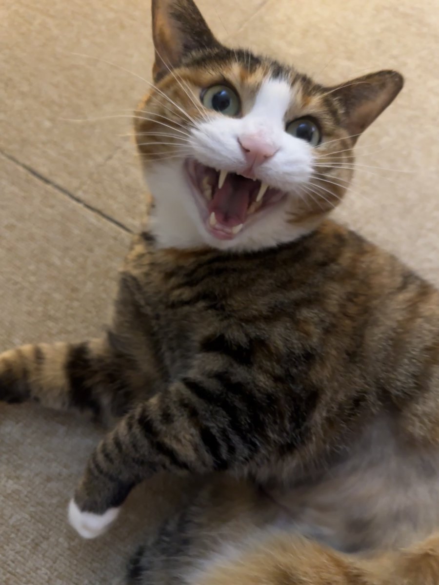 무병장수이 tweet media