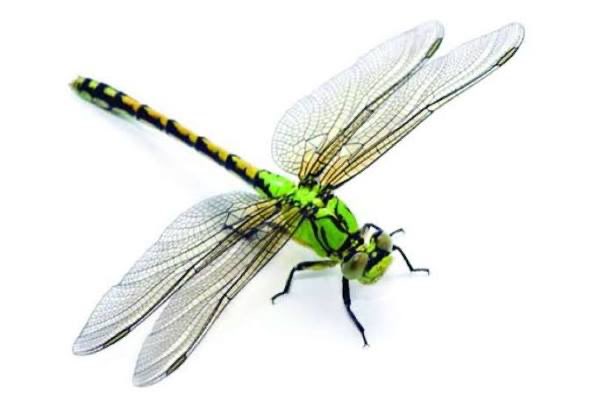 بودعيج tweet media