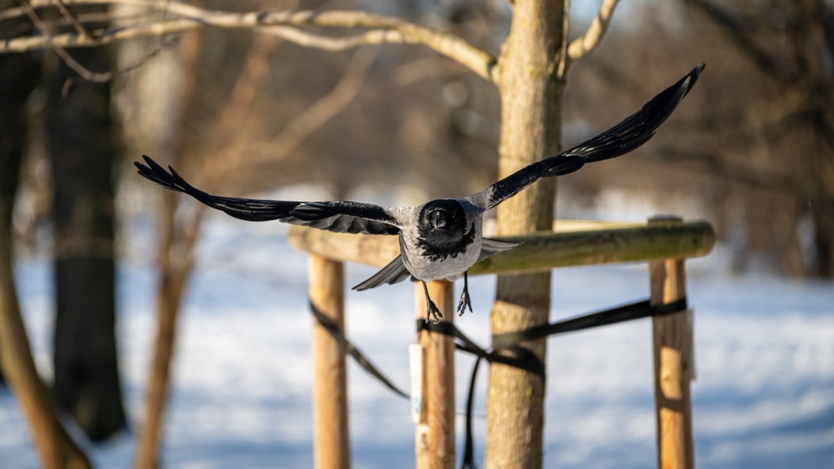 Sphyrna Mokarran tweet media