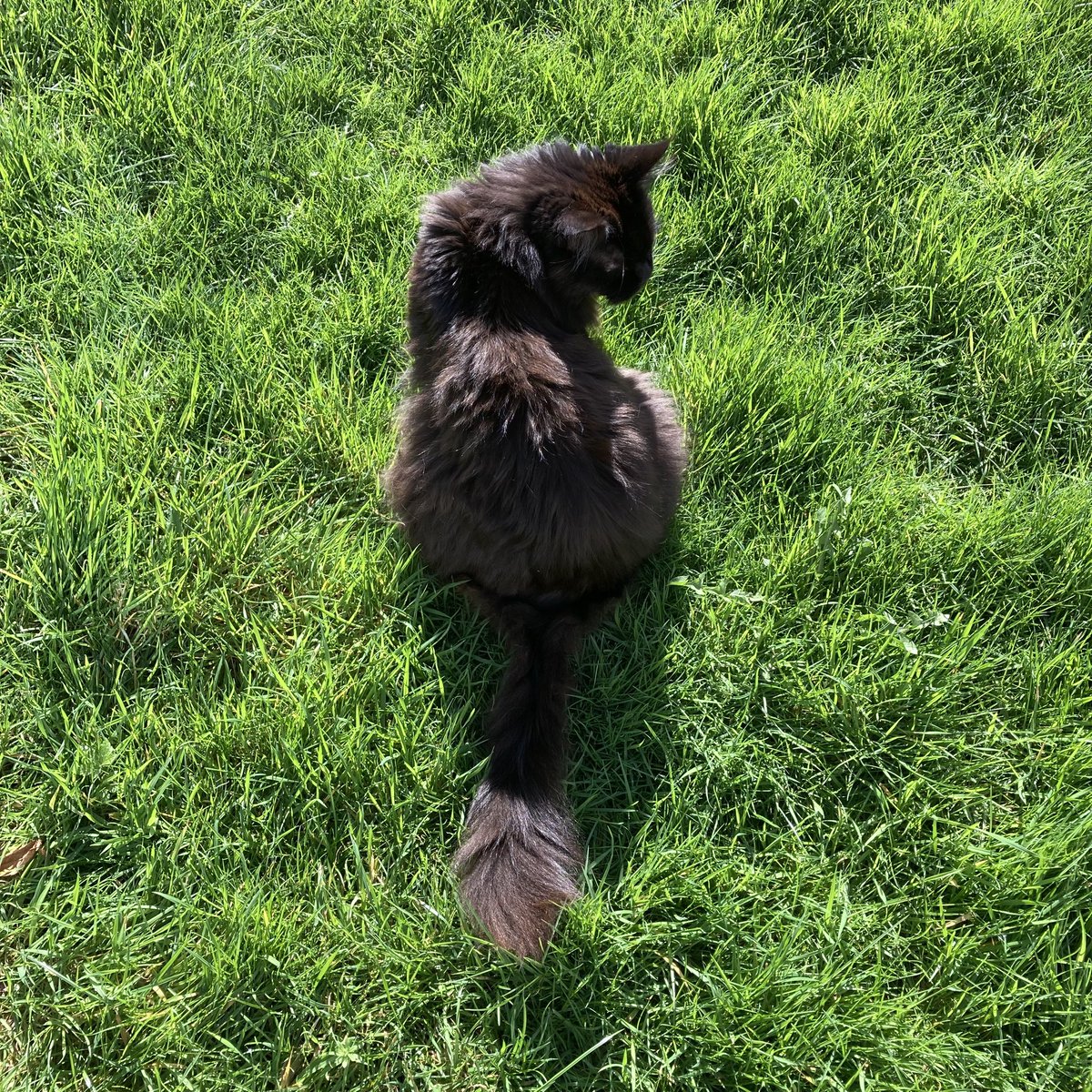 Popmaster Pigeon tweet media