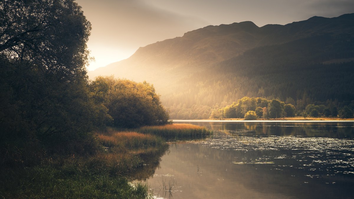 Damian Shields tweet media