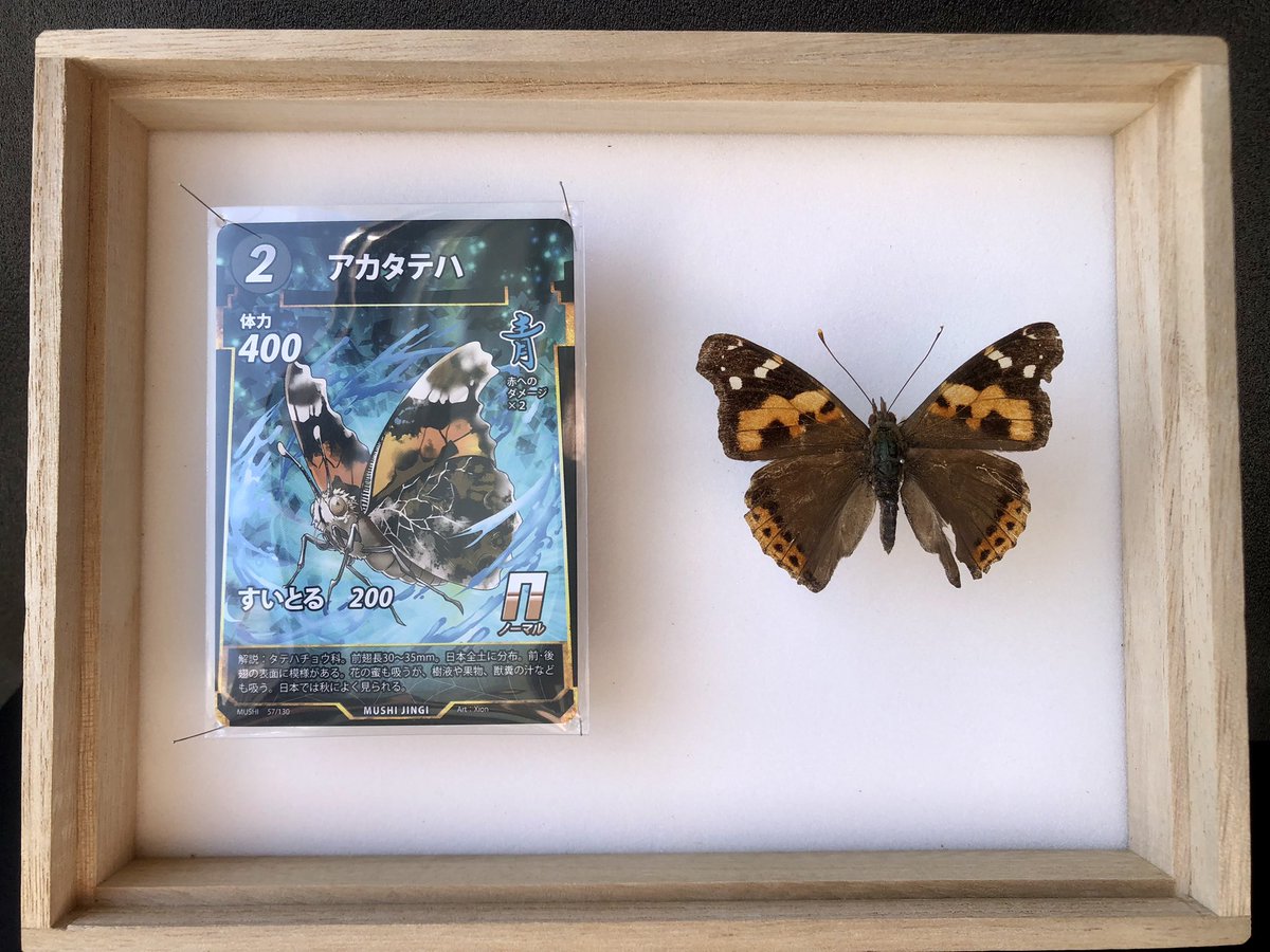 ジェロニモ🍚 tweet media