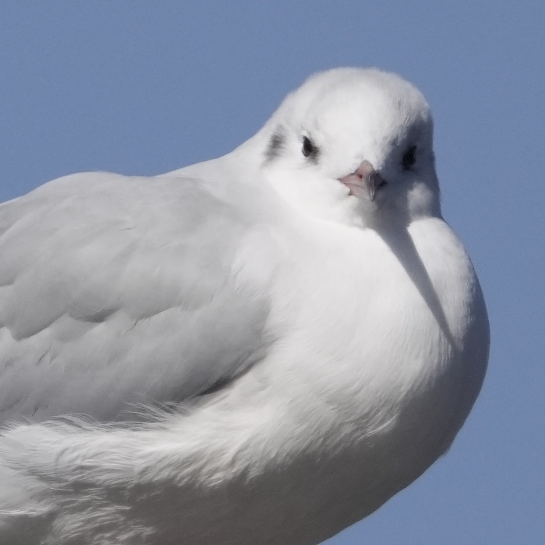 ぽかり tweet media