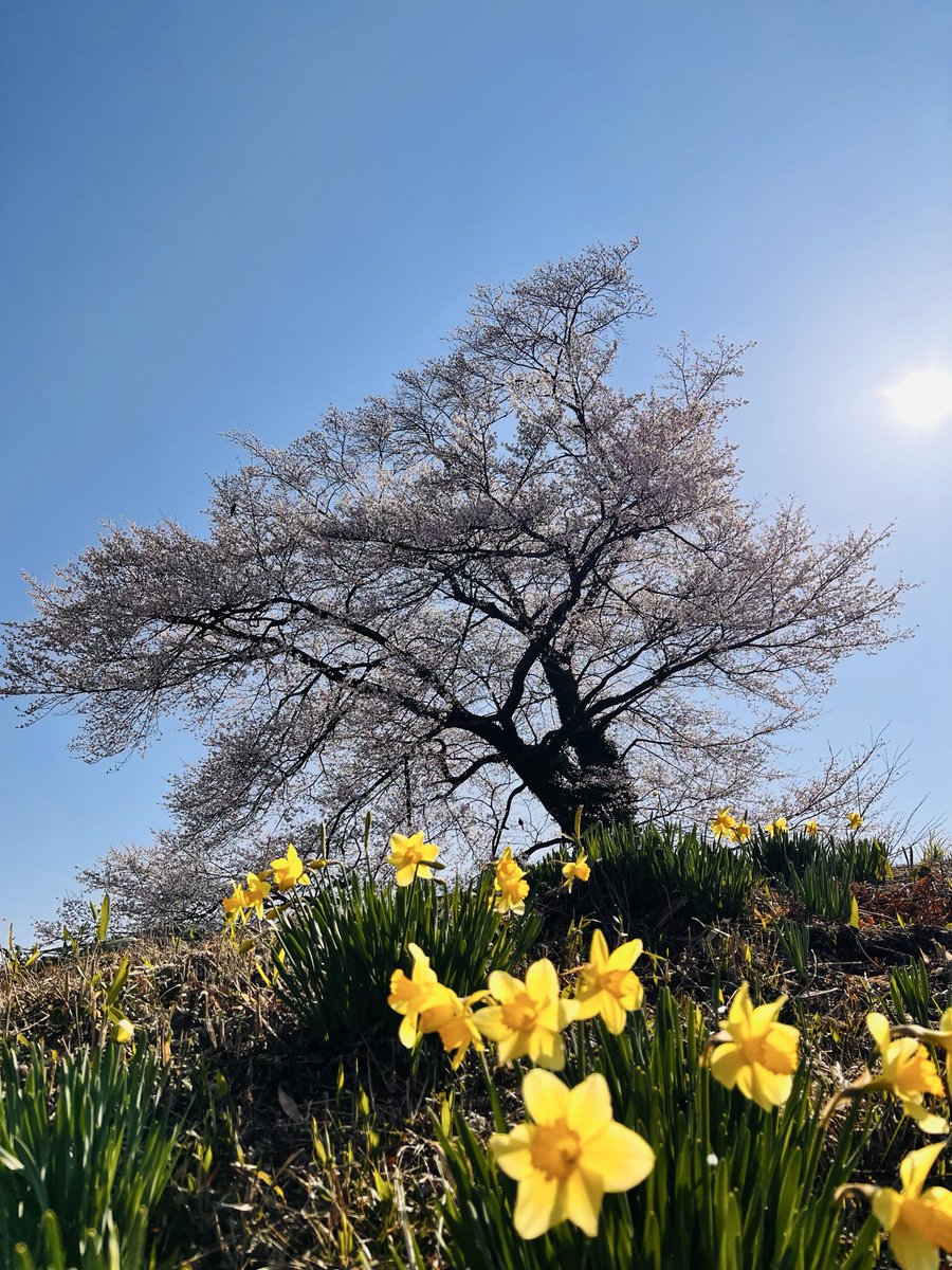Taatya90's tweet photo. 長野にも春が来たよー
#桜 https://t.co/qMzCYuW5R4